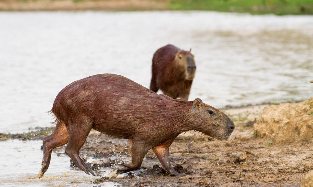 Capybara Predators