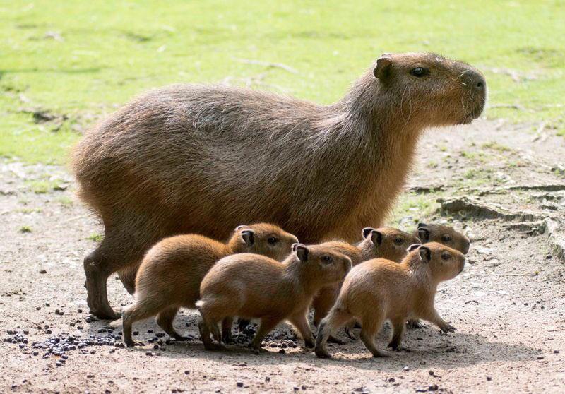 Capybara Social Life