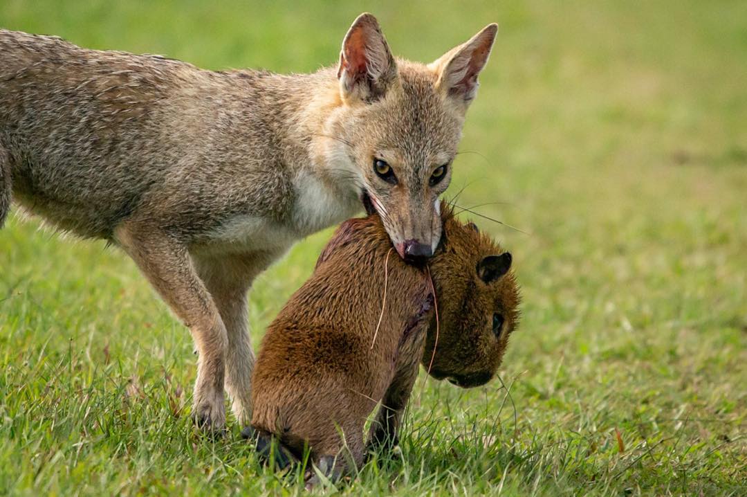 Capybara and Foxes