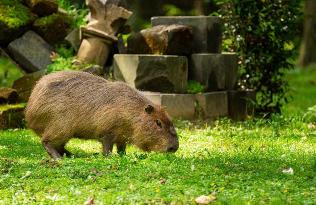 Capybara or Ground Hog Physical