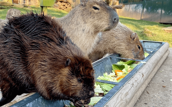 Capybara or Ground Hog