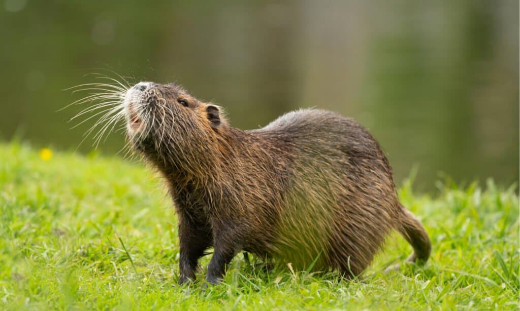 Capybara vs. Nutria