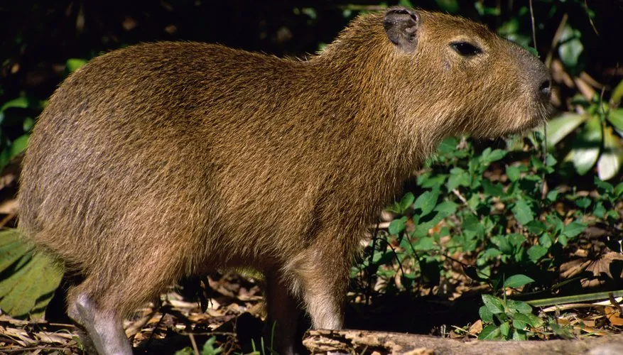 Capybara Adaptations for Consuming Plants