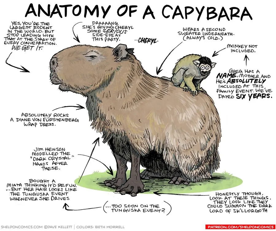 Capybara Anatomy 101: More Than Just a Cute Face