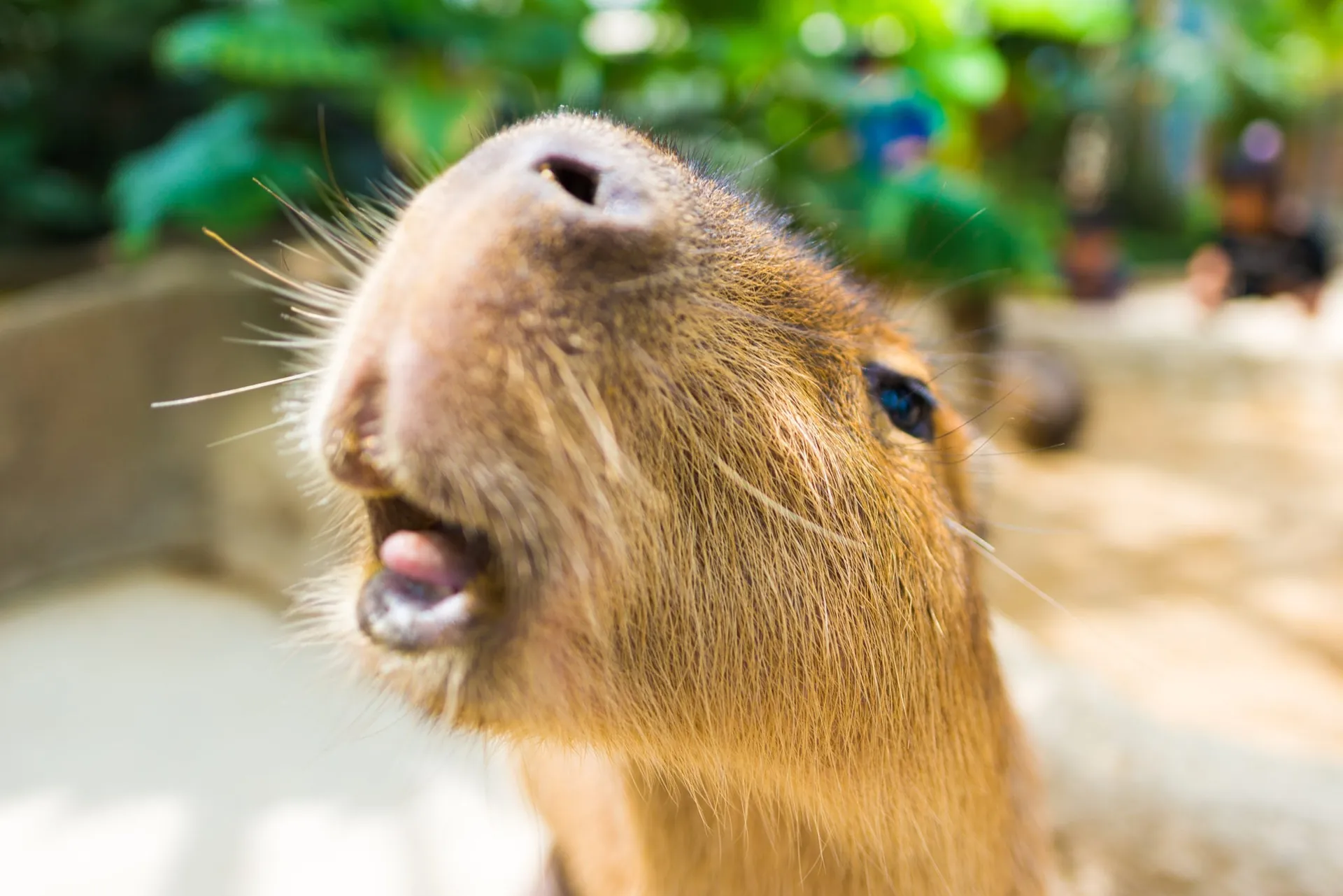 Capybara Behavior: Fun Facts You’ll Love