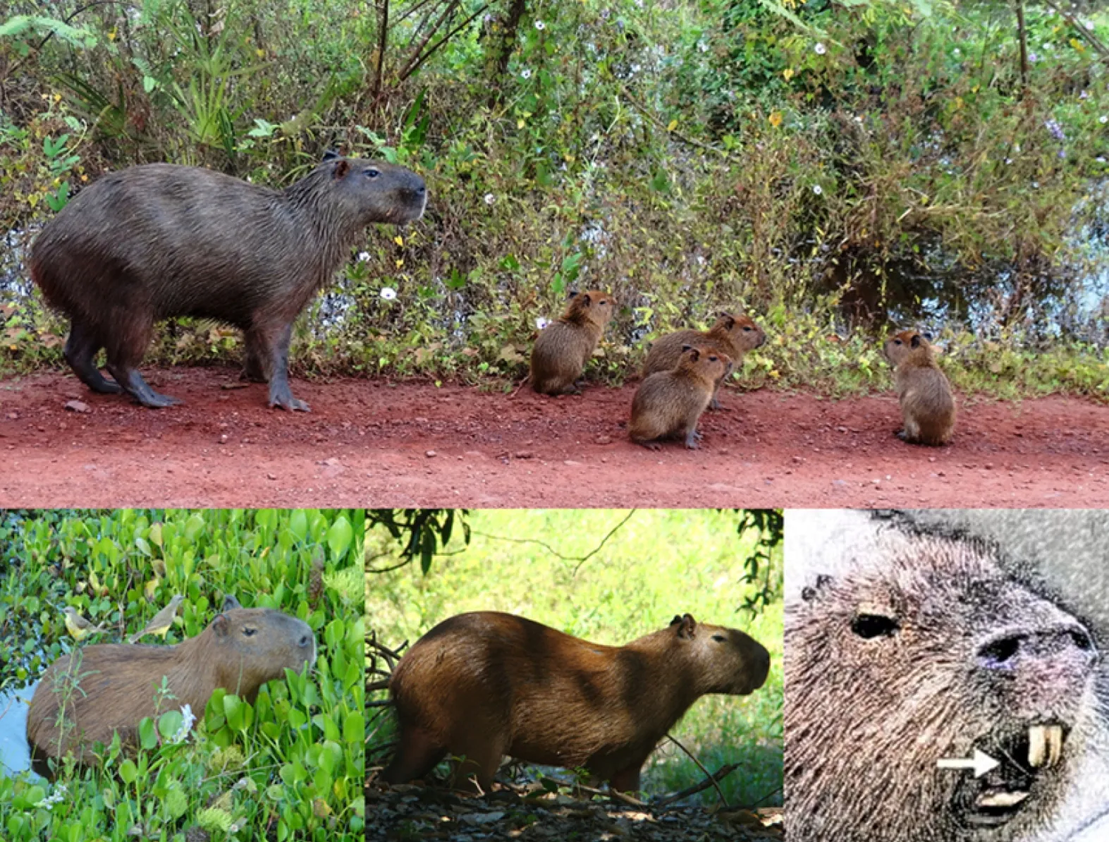 Capybara Bite Strength: Should You Be Worried?