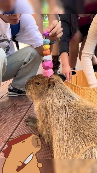 Capybara Conservation: Balancing Act