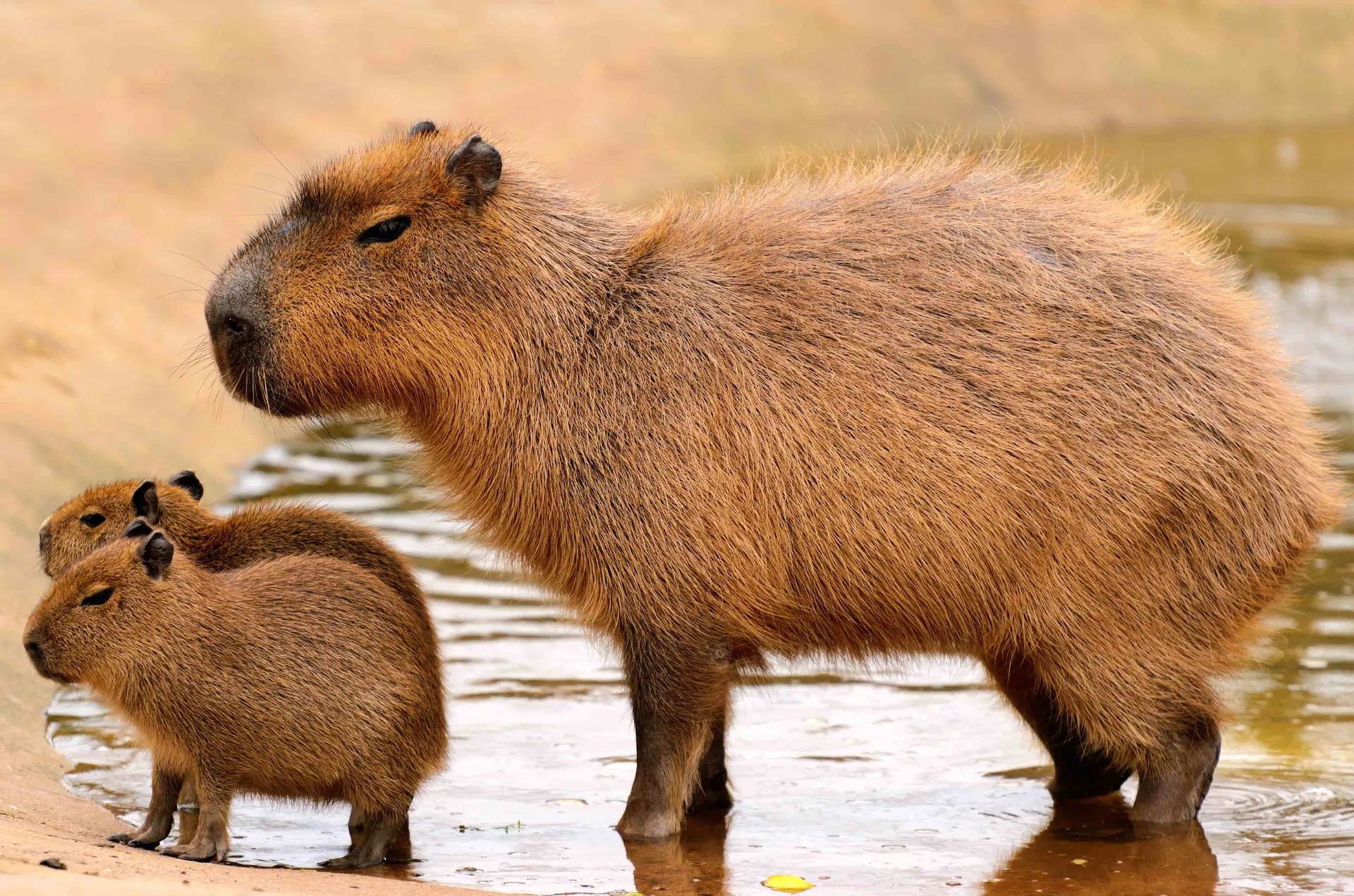 Capybara Fun Facts: Impress Your Friends