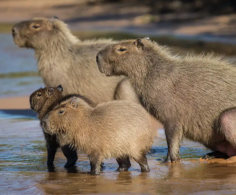 Capybara Group Dynamics: More Than Just a Name