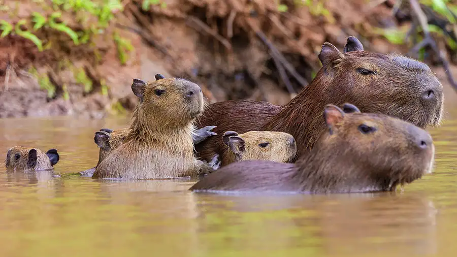 Capybara Groups in Different Environments