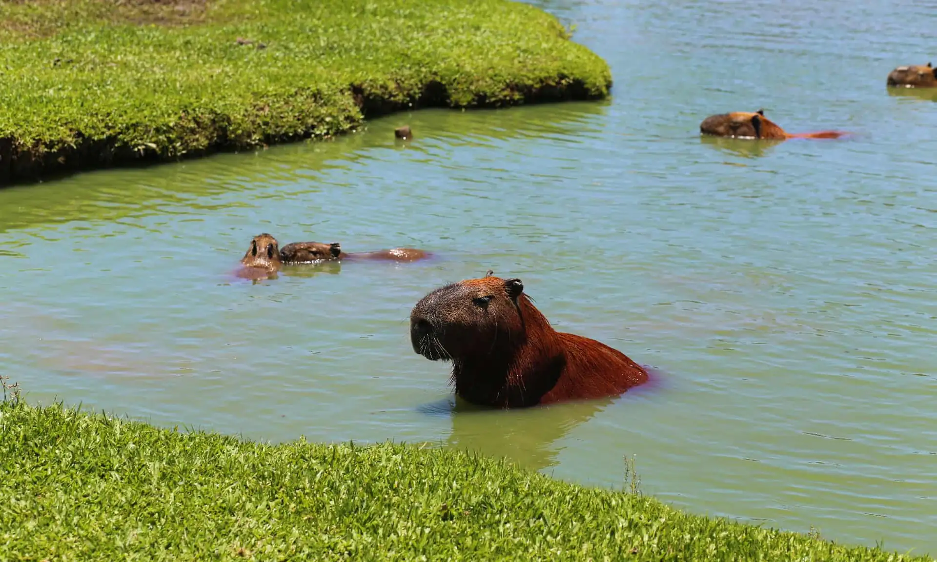 Capybara Hotspots: Where to Find These Chonky Bois