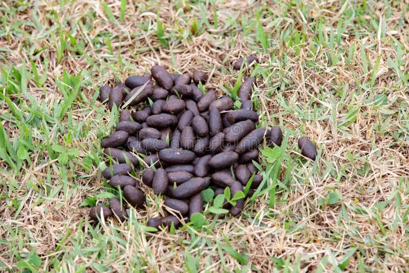 Capybara Poop in Research and Conservation