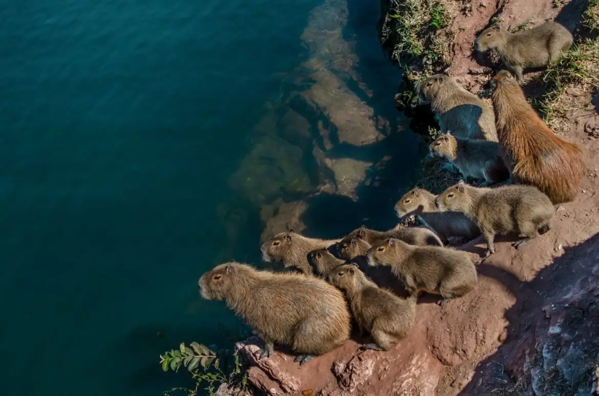 Capybara Population Density: It’s Getting Crowded in Here