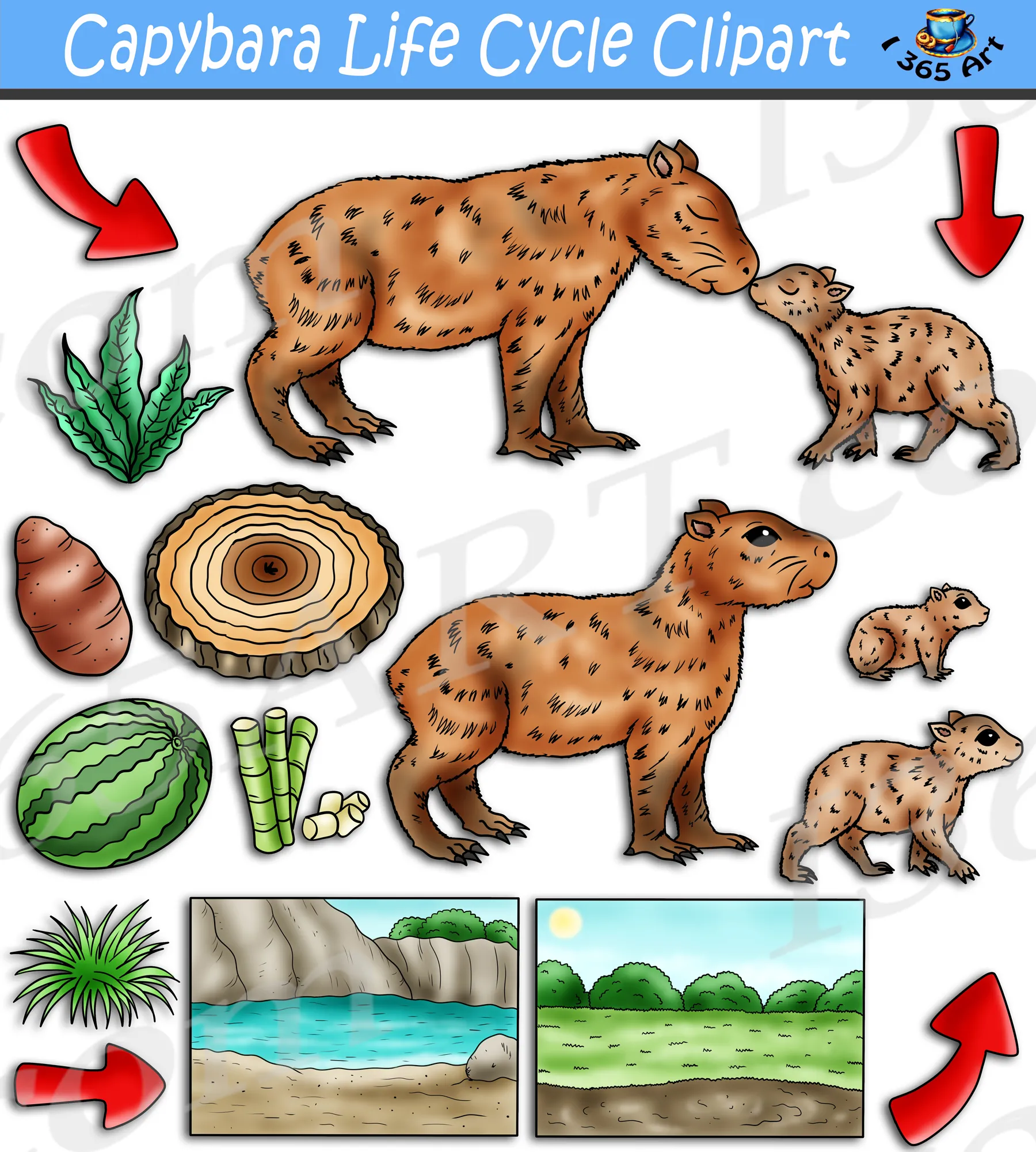 Capybara Size: A Life Cycle Perspective