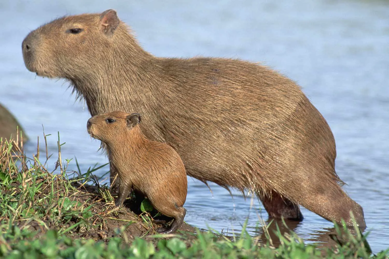 Capybara Superpowers: Built for the Aquatic Life