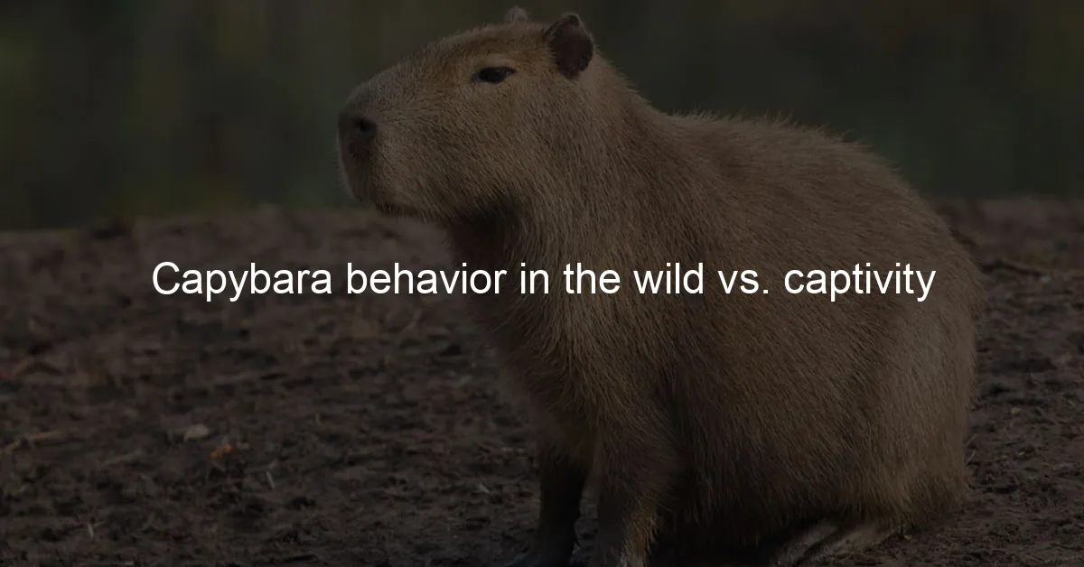 Capybara Weight in Captivity vs. the Wild