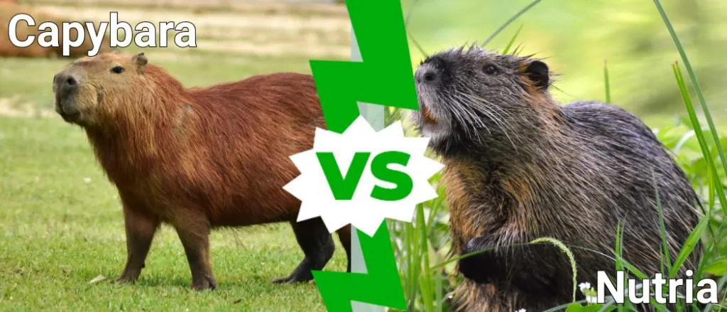 Capybara vs. Nutria: Size Comparison