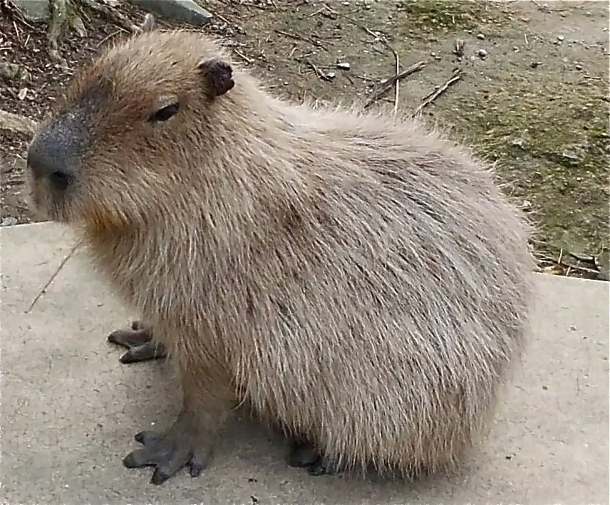 Capybara: The Gentle Giant of South America