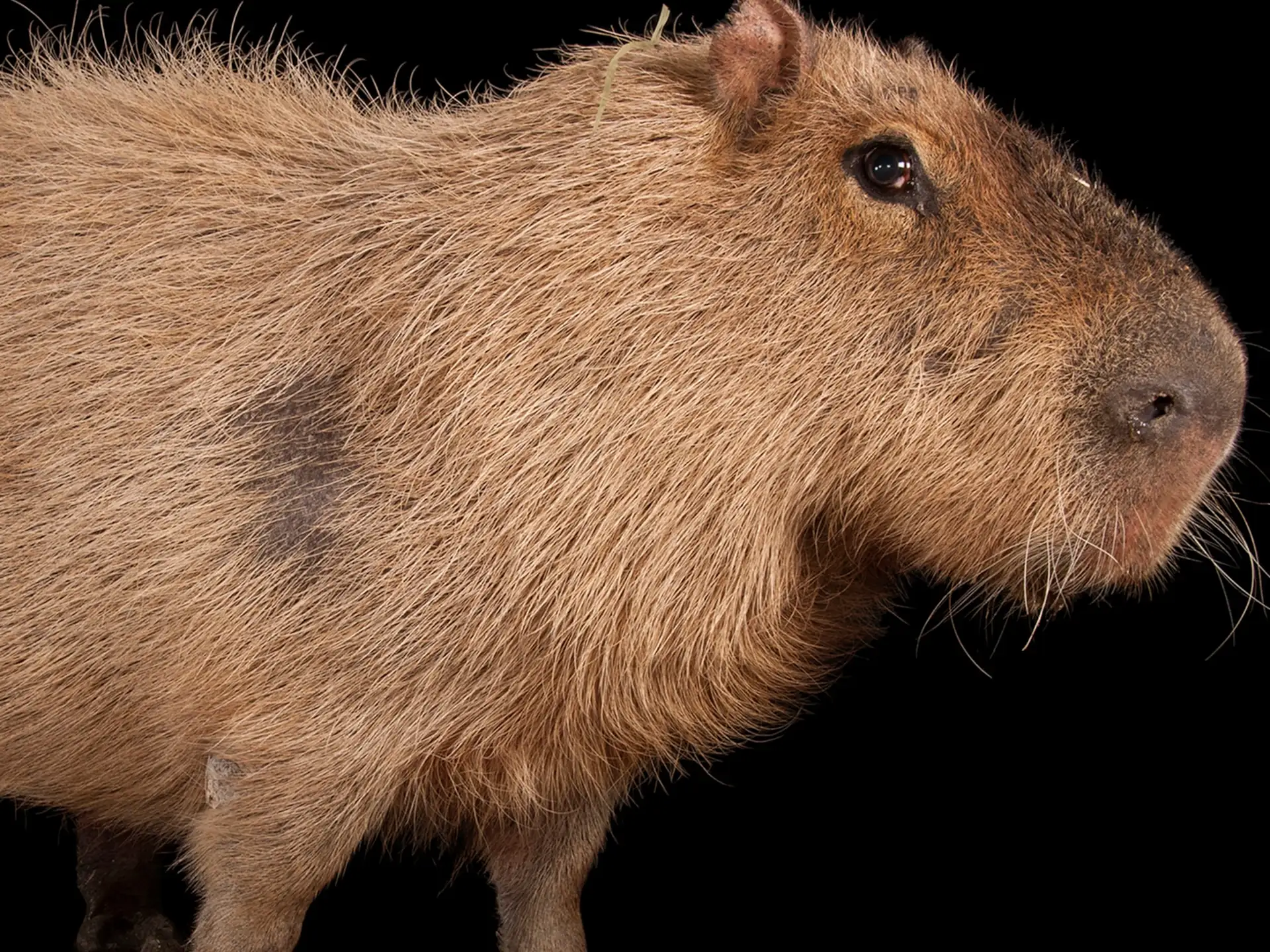 Capybara: The Giant of the Rodent World