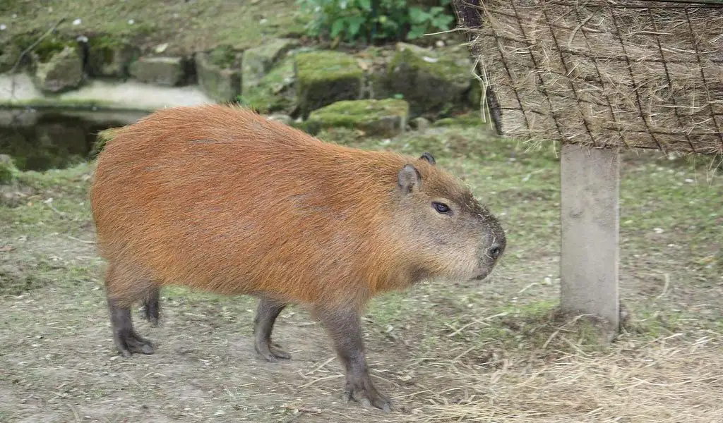 Capybara: The Grass Guzzlers