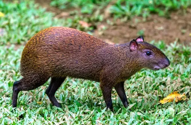 Capybara: The Party Animal