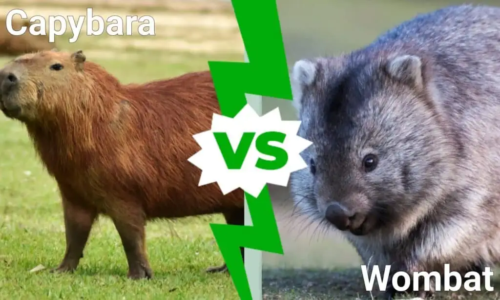 Capybara: The Party Animal