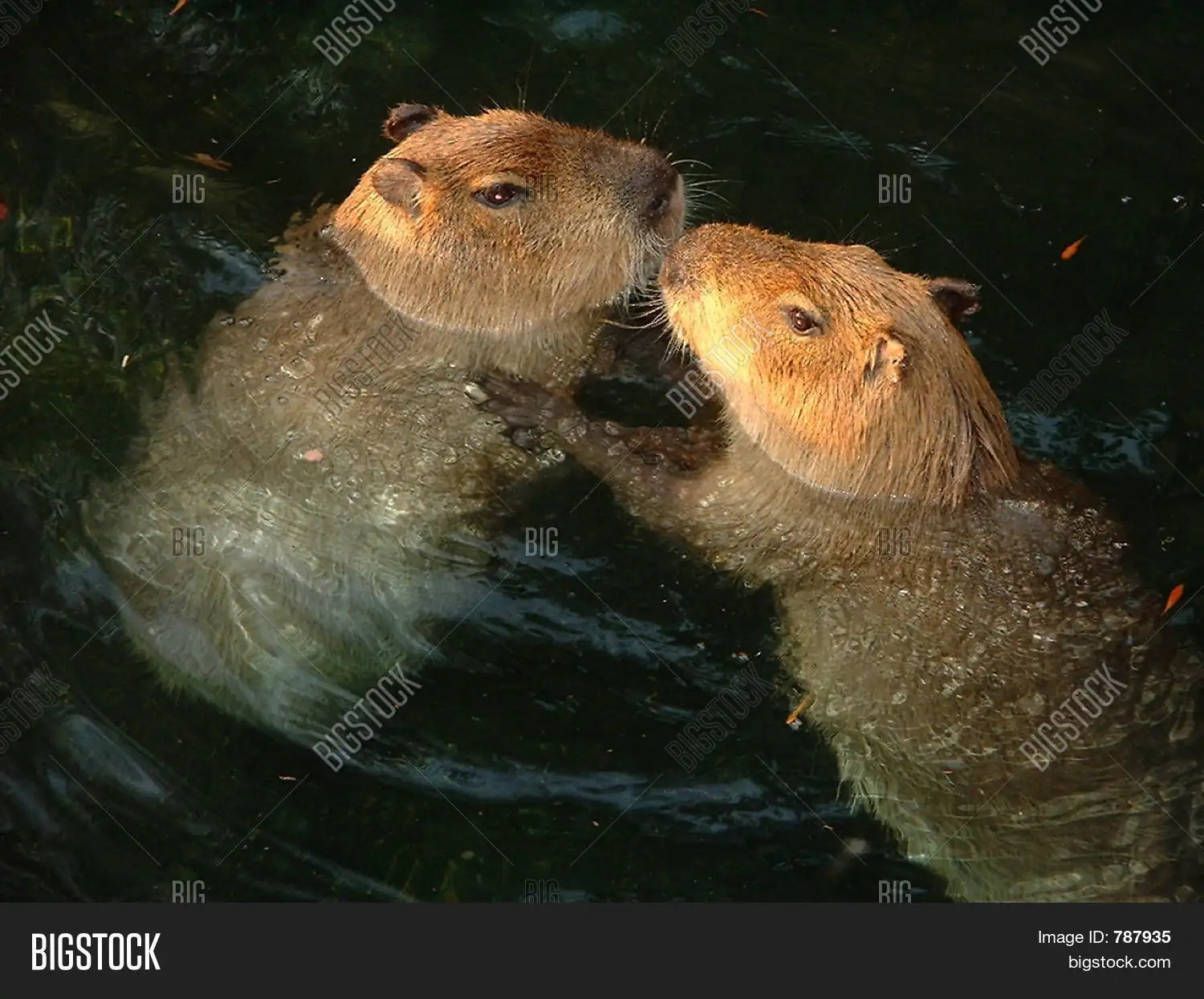 Capybara: Water Lover