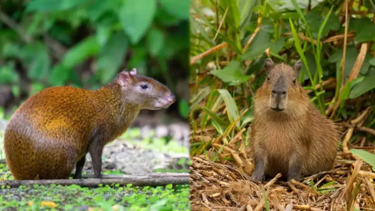 Capybara’s All-You-Can-Eat Buffet