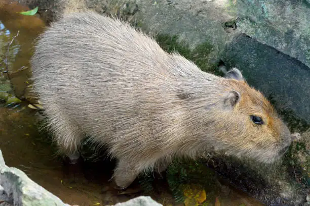 Capybara’s Aquatic Arsenal