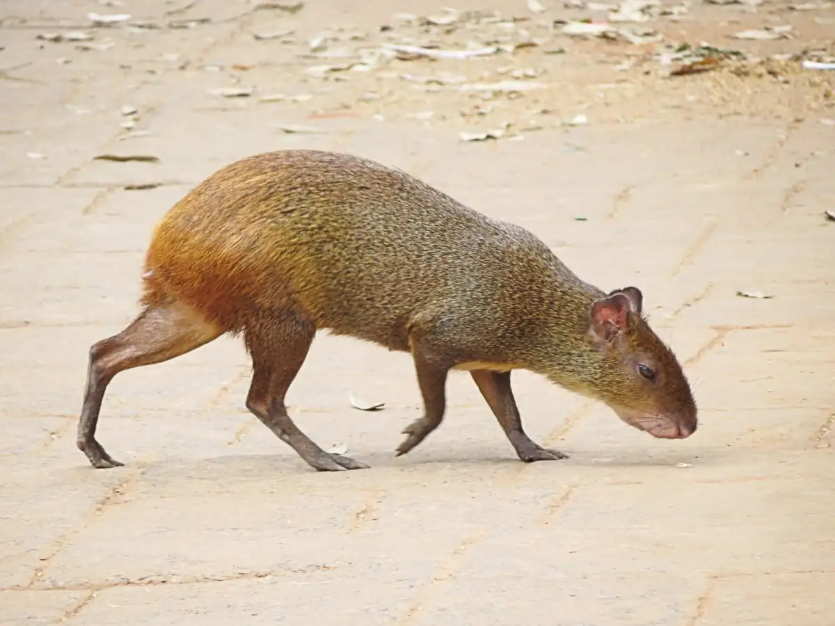 Capybara’s Safety in Numbers