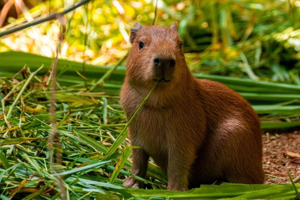 Capybara’s Daily Diet