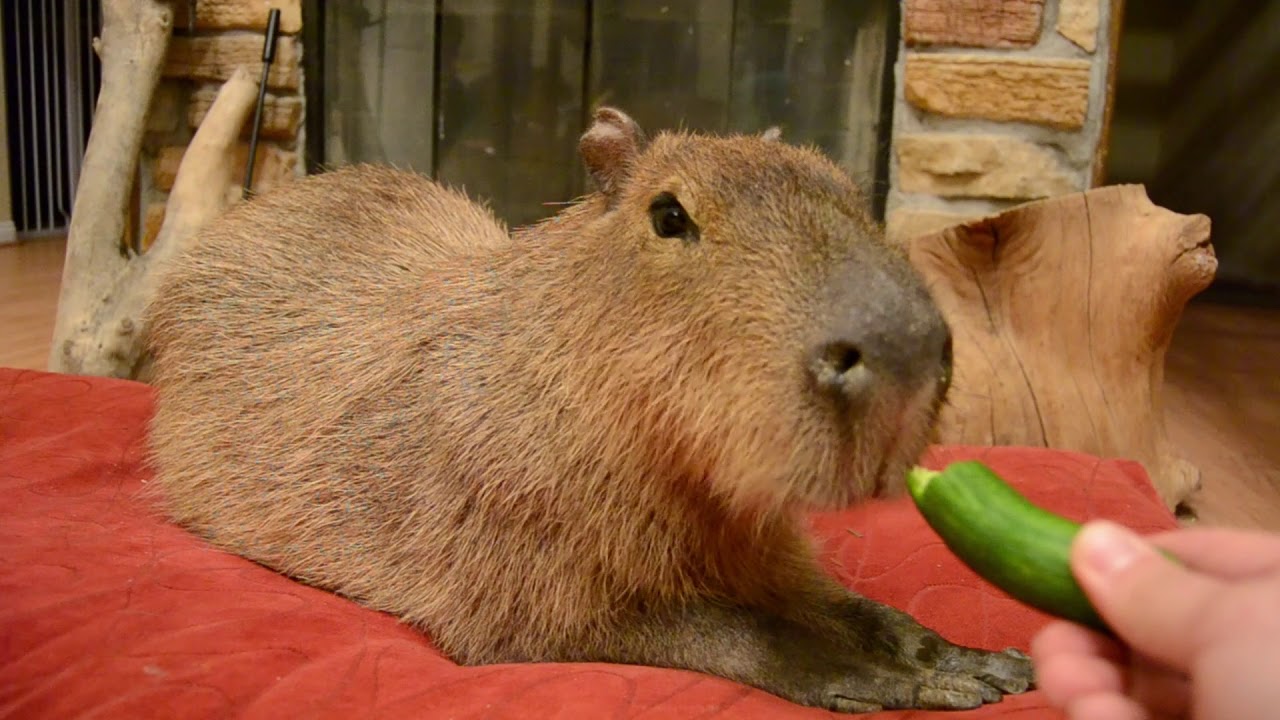 Capybara’s Favorite Snacks