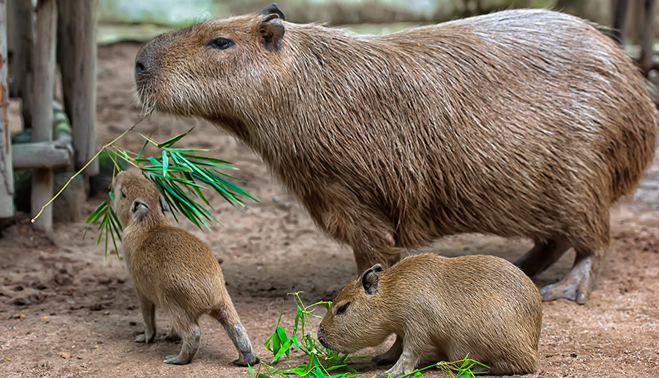 Capybaras Reproduction