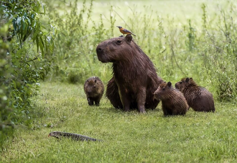 Capybaras and Birds