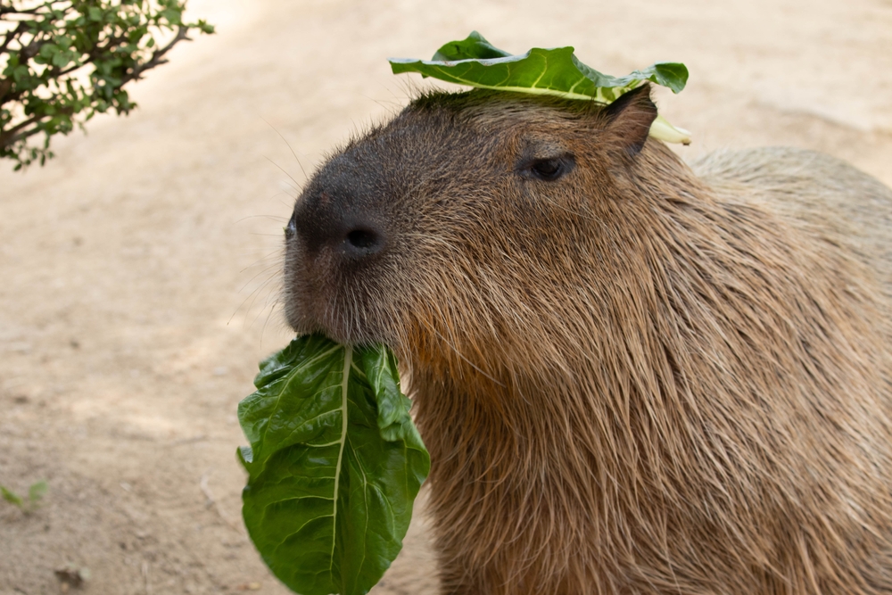 Capybaras as Consumers