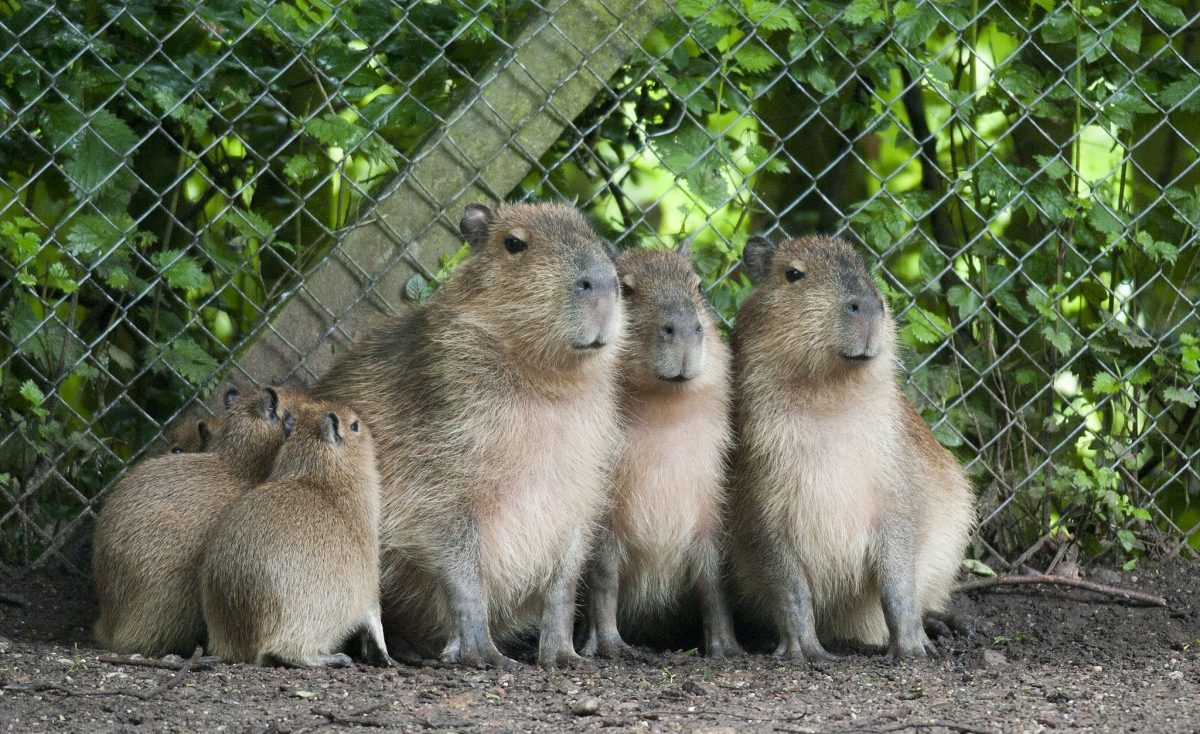 Capybaras in Captivity