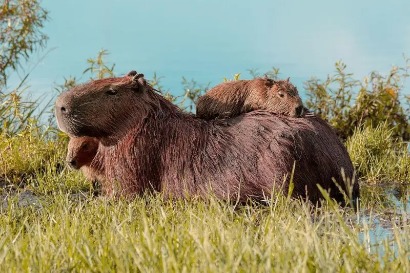 Capybaras vs. Decomposers