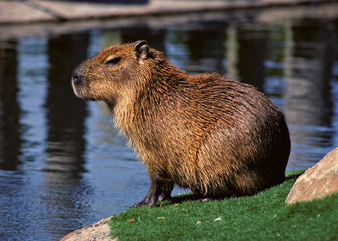 Capybaras