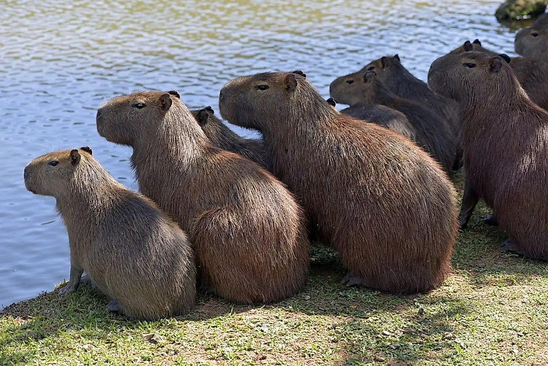 Capybaras and Their Unique Eating Habits