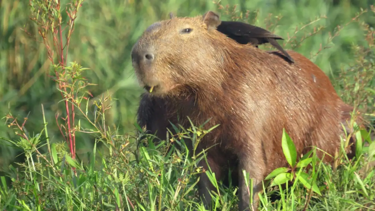 Capybaras and Tourism: A Growing Trend