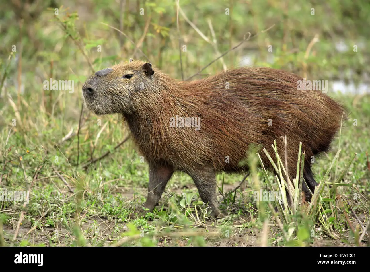 Capybaras: The Chill Herbivores of South America