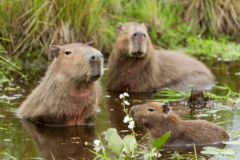 Capybaras’ Role in Ecosystems