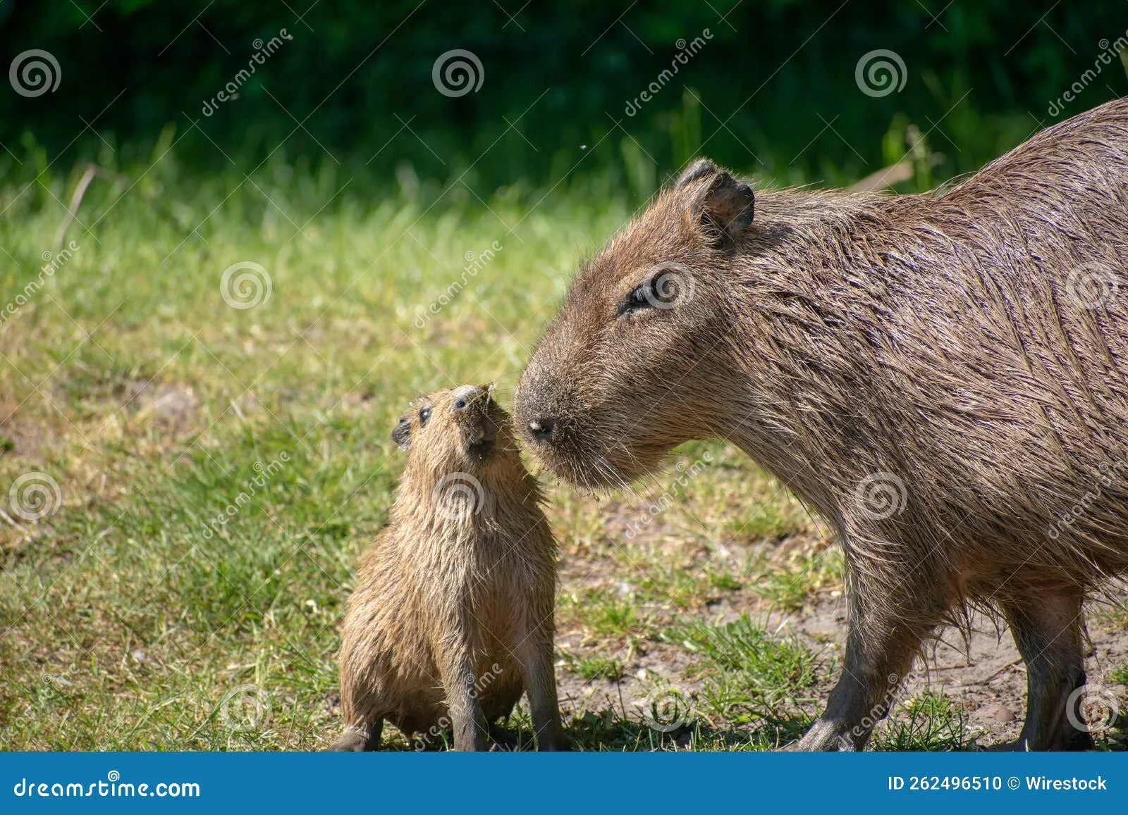 Caring for a Newborn Capybara