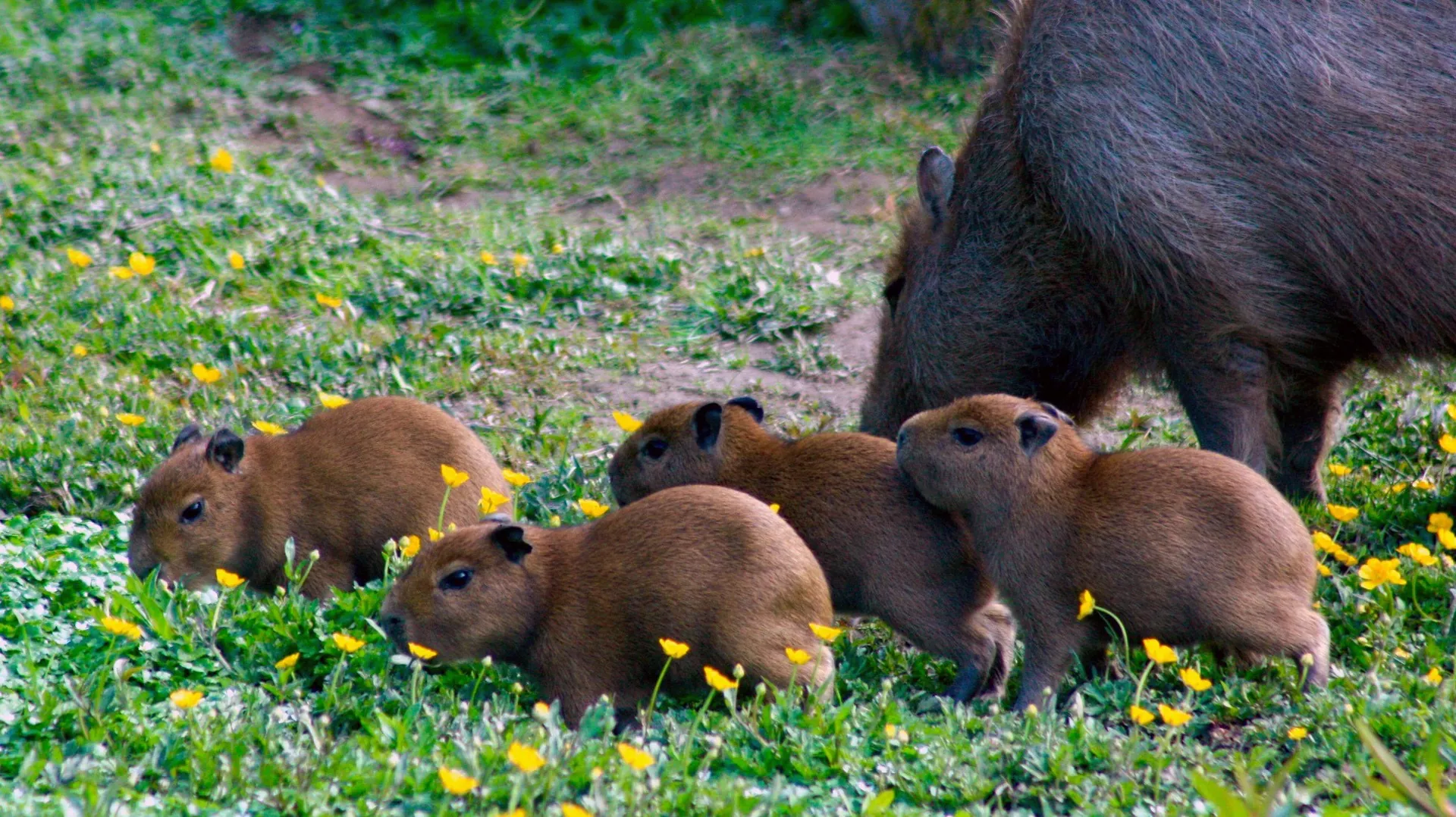 Common Health Issues in Newborn Capybaras