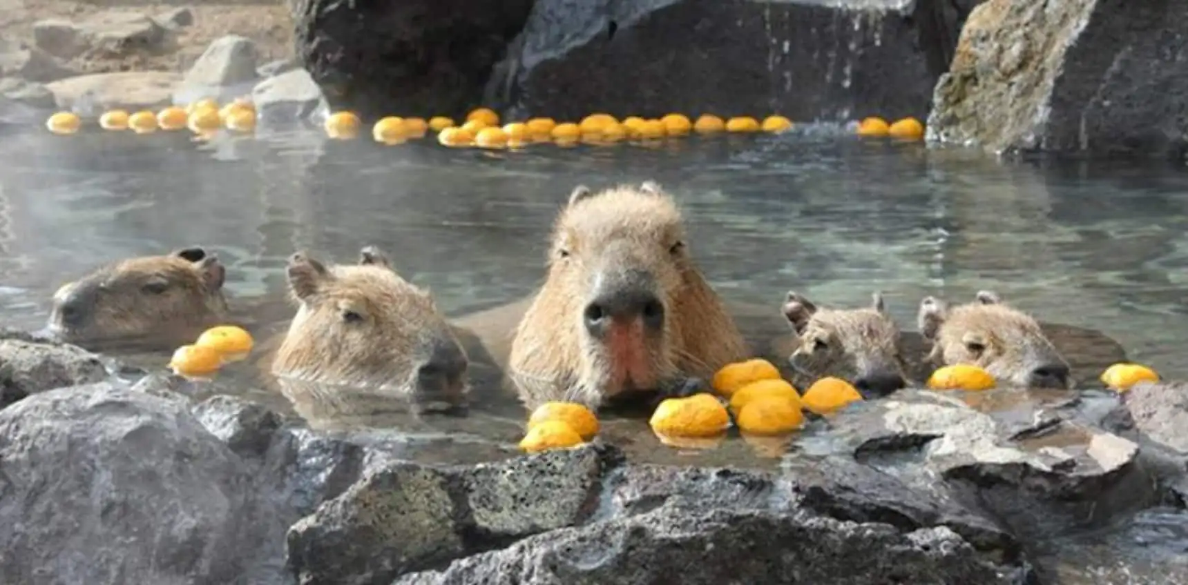 Do Capybaras Like Hot Springs?