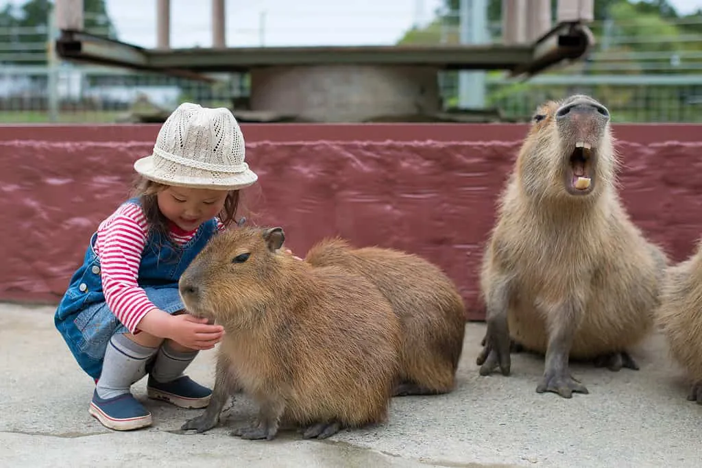 Do Capybaras Really Love Their Owners?