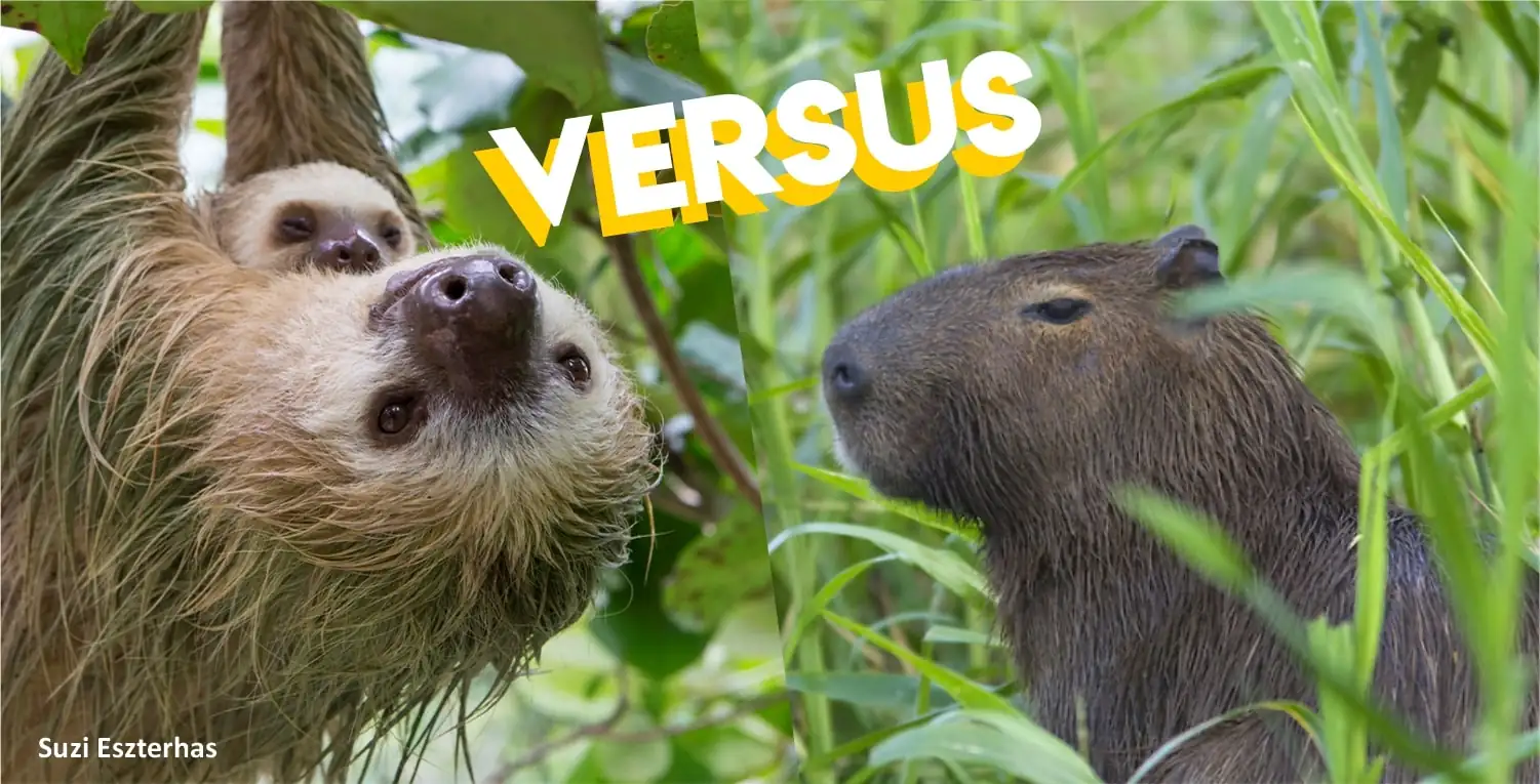 Do Sloths and Capybaras Even Cross Paths?