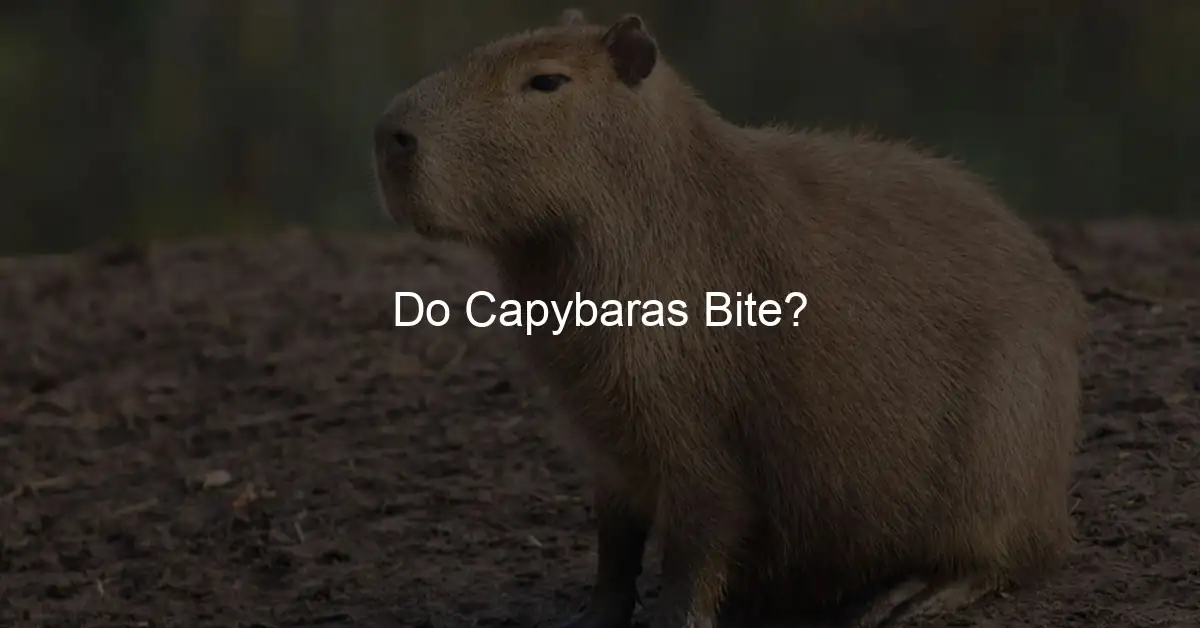 Do capybaras bite?