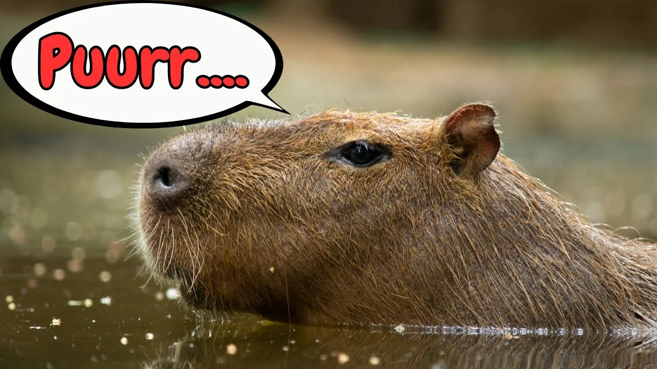 FAQs About Capybara Sounds