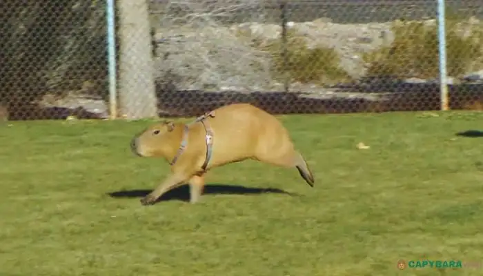 FAQs About Capybara Speed